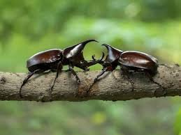 Rhino Beetles