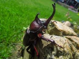 Rhino Beetles