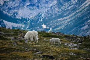 Goats in mountain