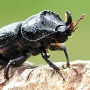 Rhino beetles